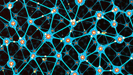 IQ (Коэффициент интеллекта)