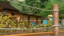 Чудо на ферме Трэки