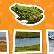 Игра Где живет животное