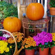 Игра Найди бабочек