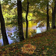 Игра Побег из леса