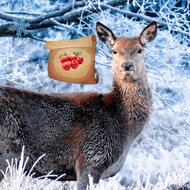 Игра Побег из зимнего леса