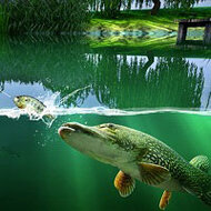 Игра Рыбалка на Щуку