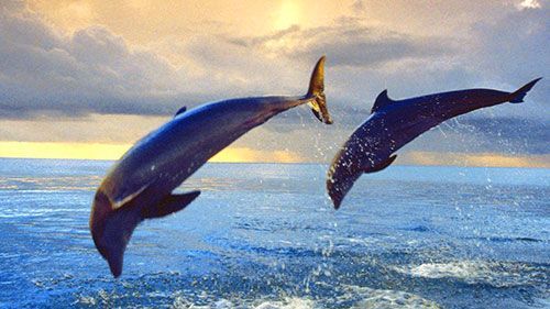 Игры Про дельфинов